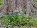 Elephant Foot Bluebells.JPG